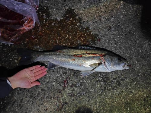 東京湾（富津〜金谷）