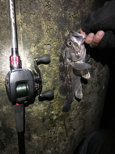 クロソイの釣果