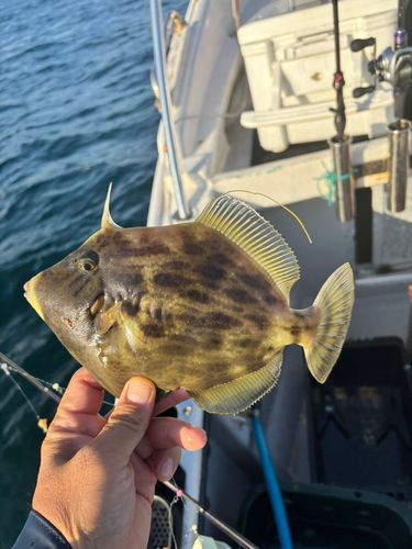 カワハギの釣果