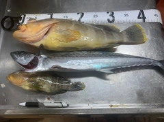 アオハタの釣果