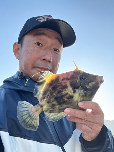カワハギの釣果