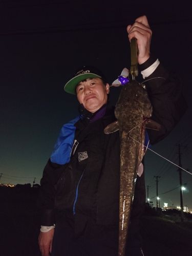 マナマズの釣果