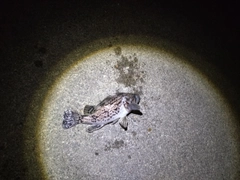 クロソイの釣果