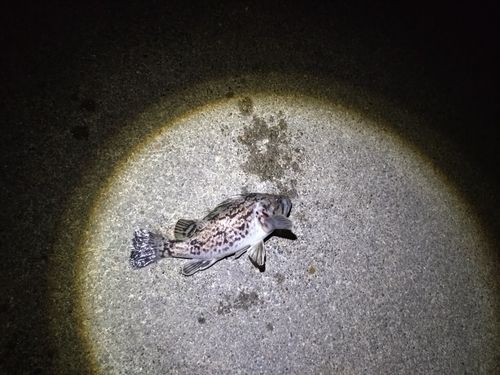 クロソイの釣果