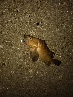 エゾメバルの釣果