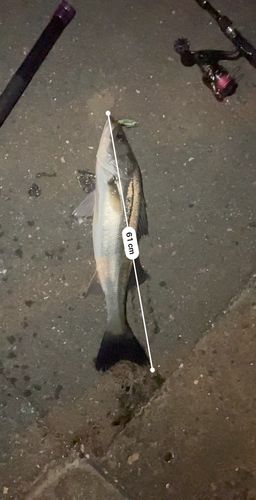 シーバスの釣果