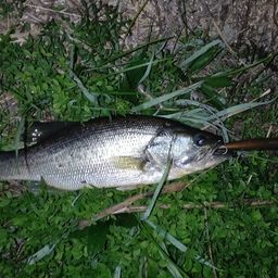 ラージマウスバス