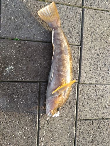 三陸海岸（青森）