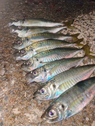 アジの釣果