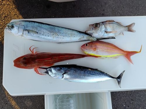 ホウボウの釣果