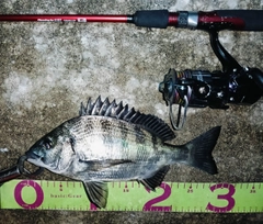 クロダイの釣果