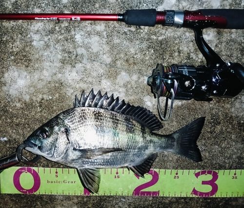 クロダイの釣果