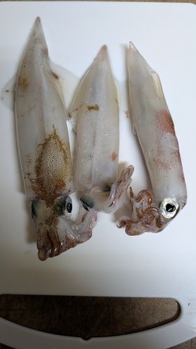 ヤリイカの釣果