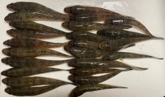 ハゼの釣果