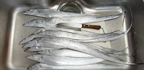 タチウオの釣果