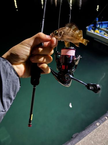 アカメバルの釣果