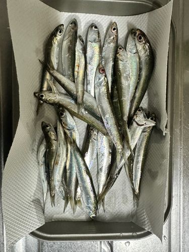 カタクチイワシの釣果