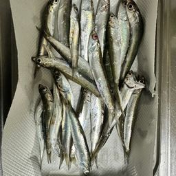 カタクチイワシ