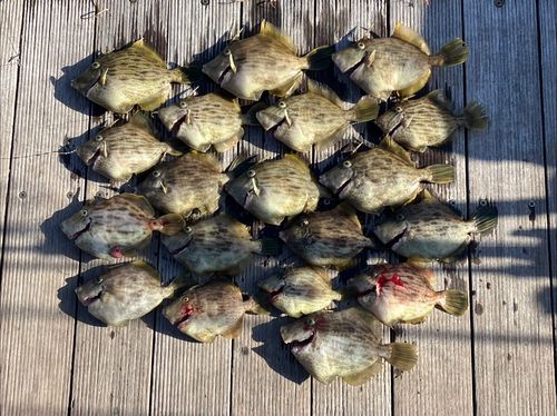 カワハギの釣果