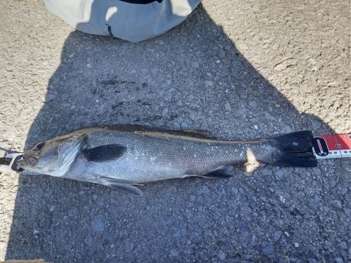 マルスズキの釣果