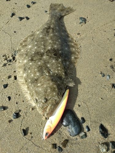 ヒラメの釣果