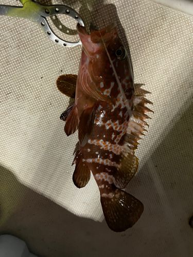 キジハタの釣果