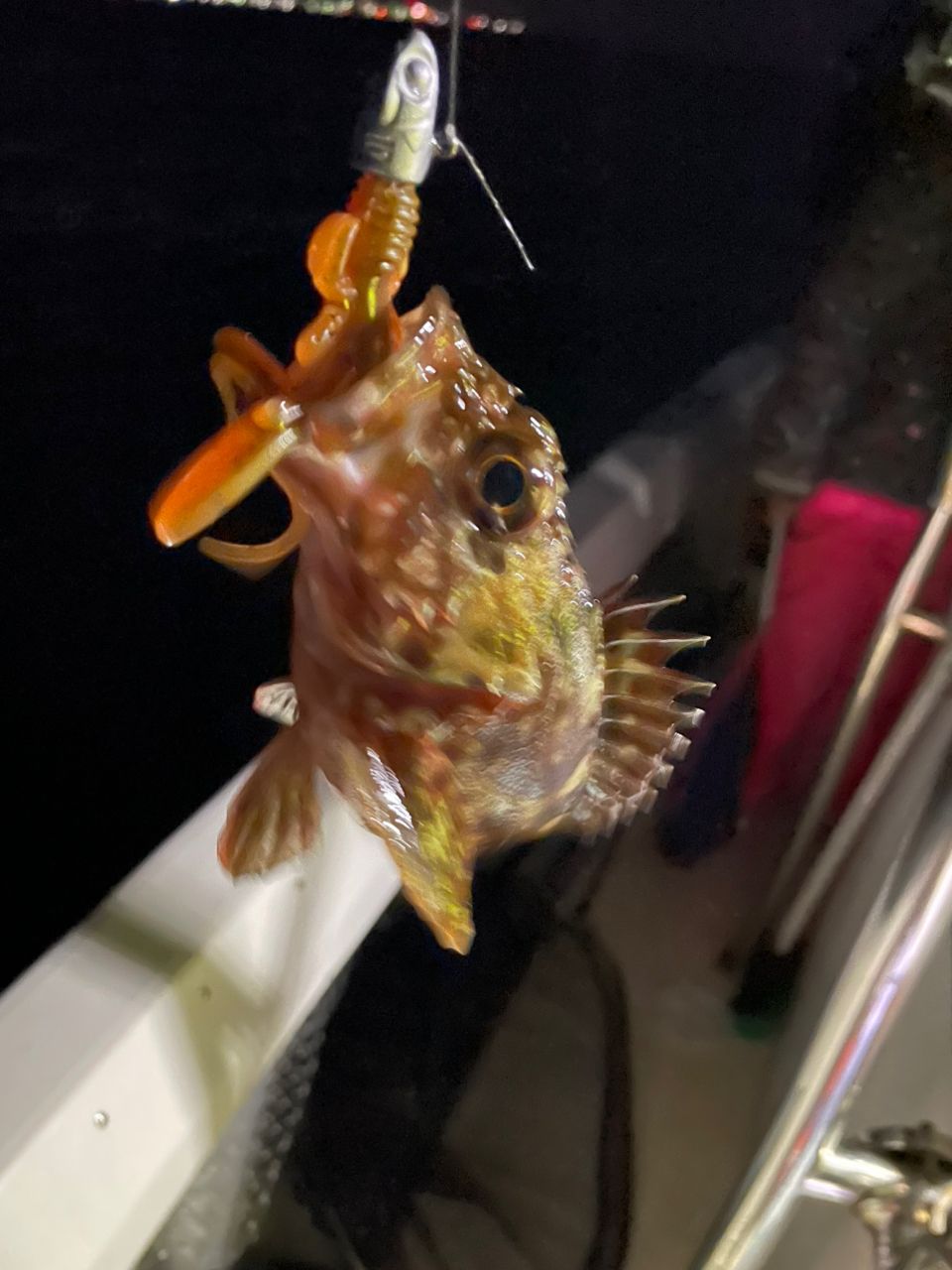 ジギング見習いさんの釣果 1枚目の画像