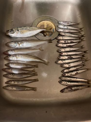 本牧海づり施設