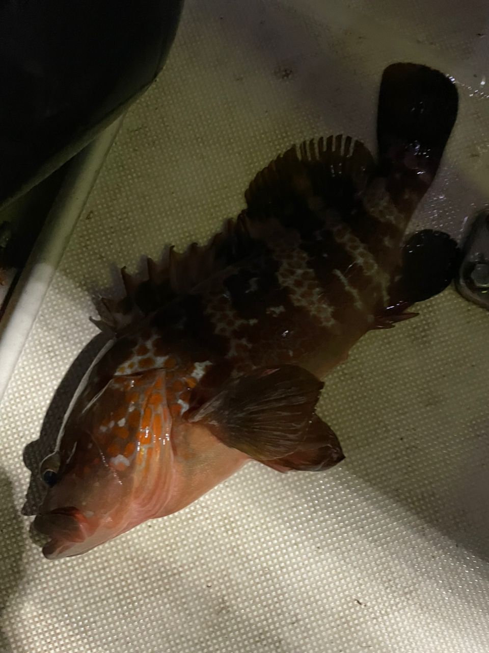 ジギング見習いさんの釣果 1枚目の画像