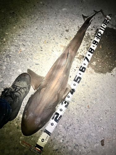 ドチザメの釣果