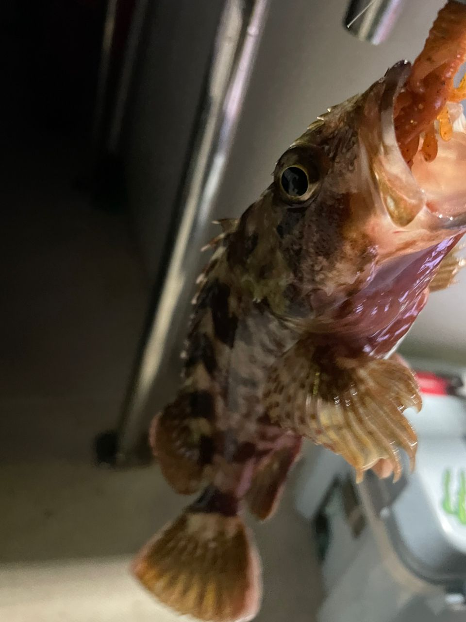 ジギング見習いさんの釣果 1枚目の画像