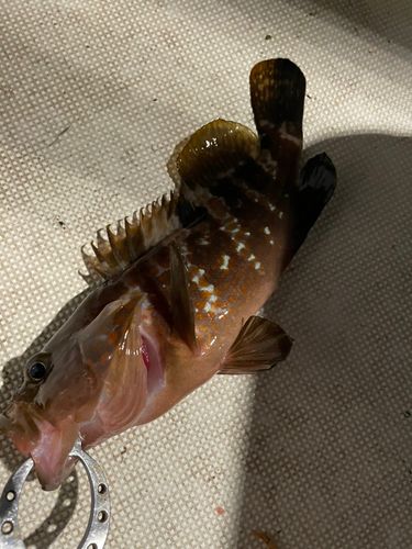 キジハタの釣果