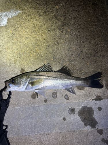 那珂川（茨城〜栃木）