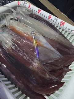 スルメイカの釣果