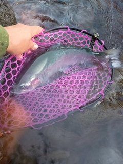 ニジマスの釣果