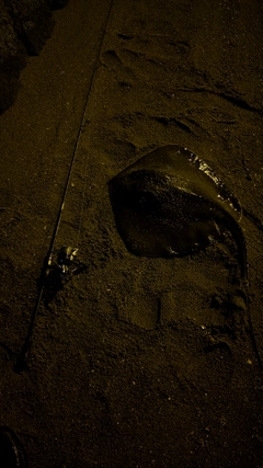 アカエイの釣果