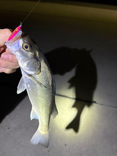 セイゴ（タイリクスズキ）の釣果
