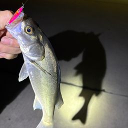 セイゴ（タイリクスズキ）