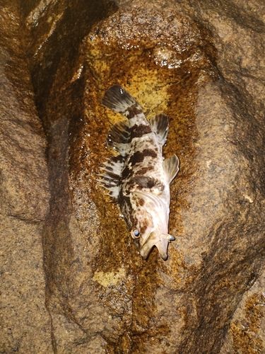タケノコメバルの釣果