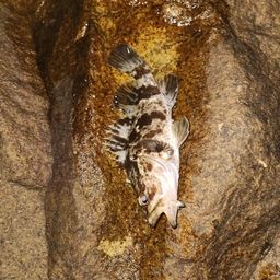 タケノコメバル