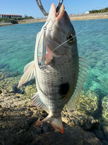 マトフエフキの釣果