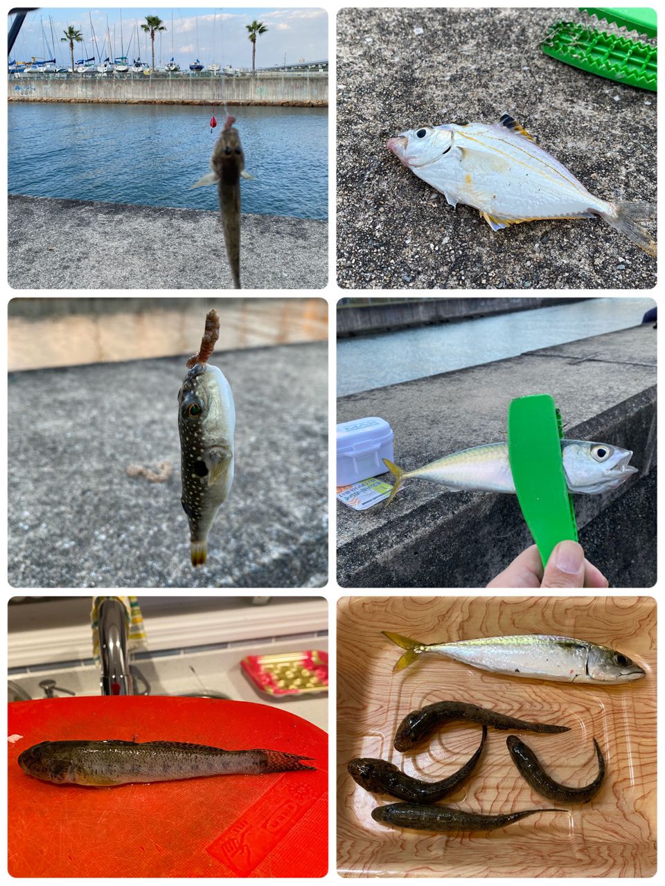 マハゼの釣果写真