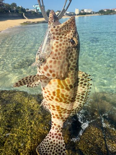 イシミーバイの釣果