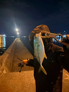 ギンガメアジの釣果