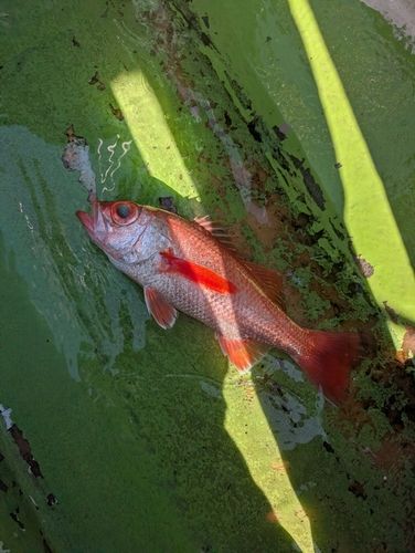 アカムツの釣果