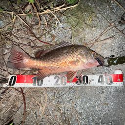 マングローブジャック