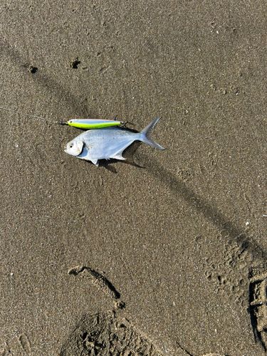 コバンアジの釣果