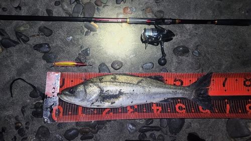 シーバスの釣果