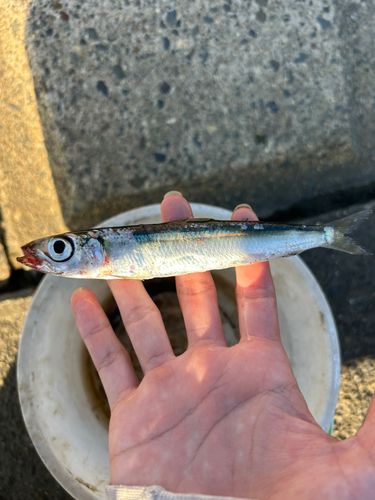 ウルメイワシの釣果