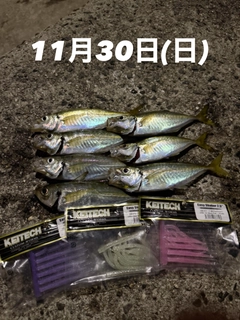 アジの釣果